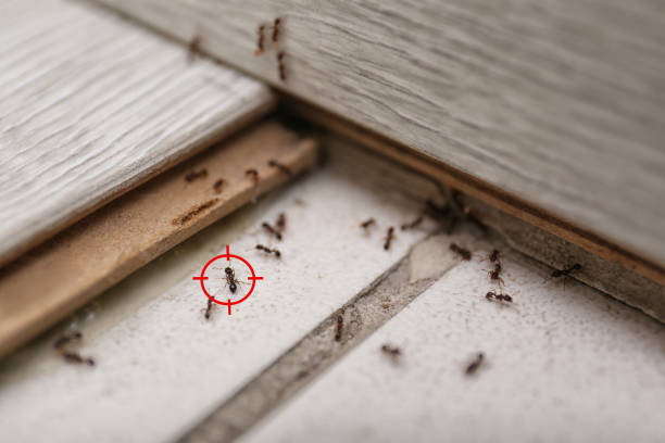 Best Local Pest Control Services  in Emory, TX